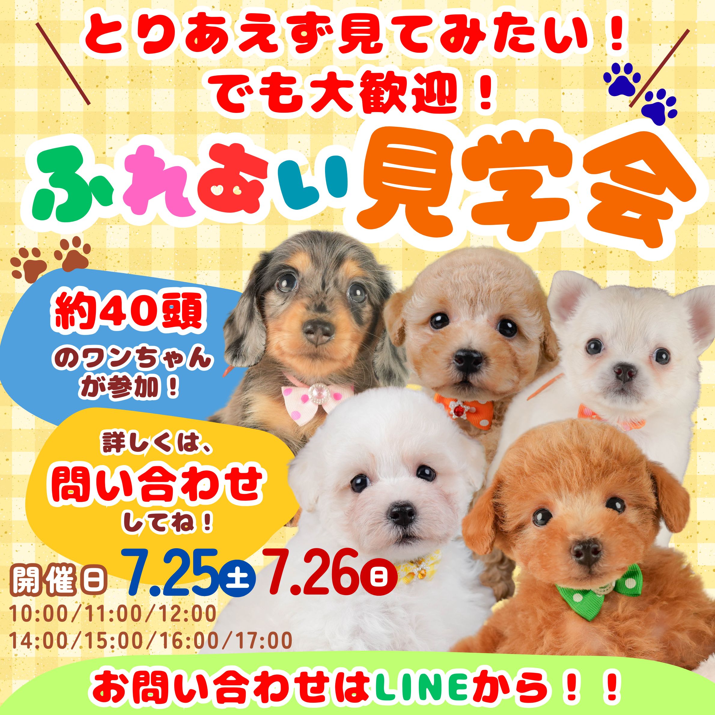 📢【7月25日(土)・26日(日)】✨ 🌻🍉 夏休みスペシャル 子犬見学会開催！ 🐶🍉