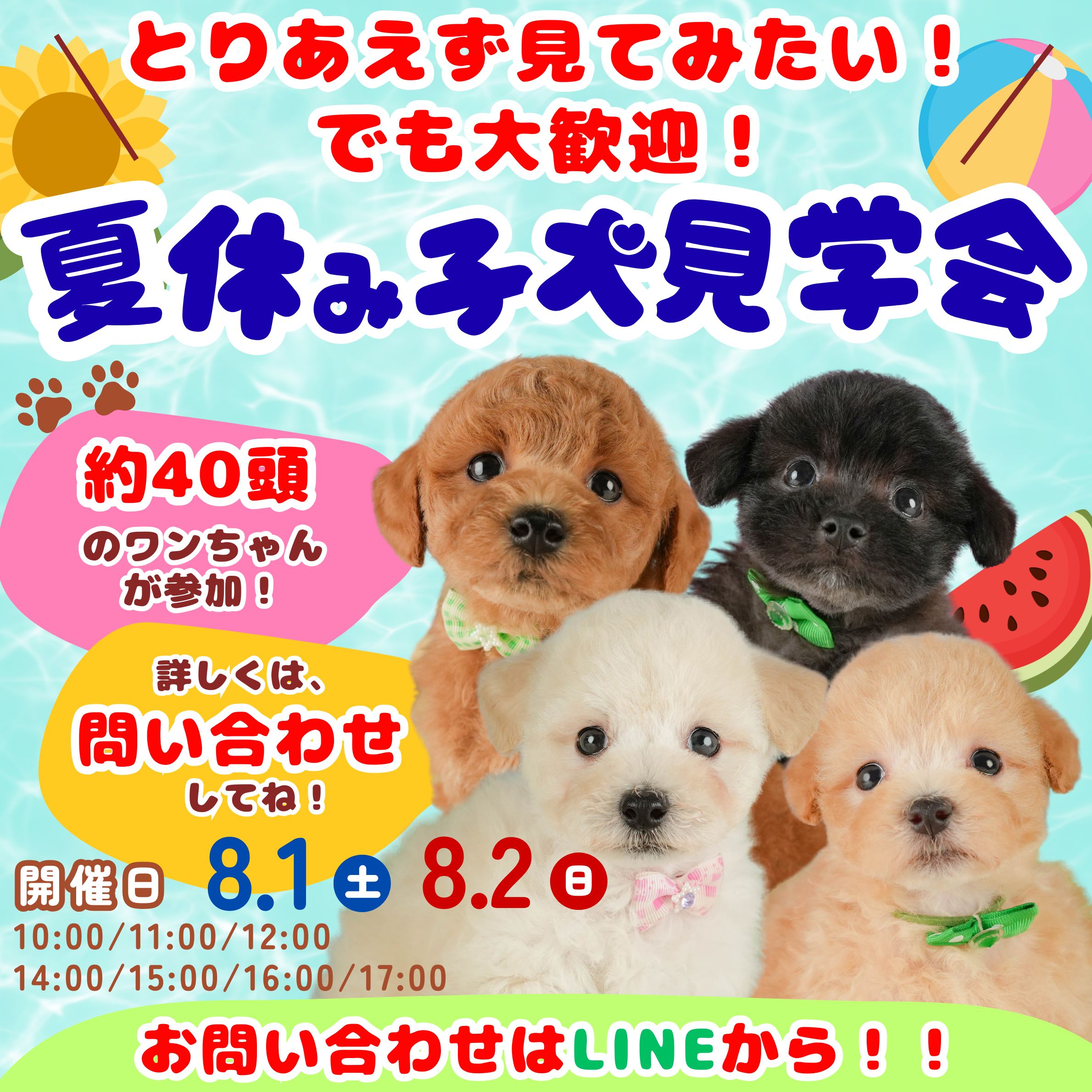 夏休みはたくさんのこいぬに会いに行こう🏖️8月1日．2日開催🍉🐶ふれあい見学会🌻
