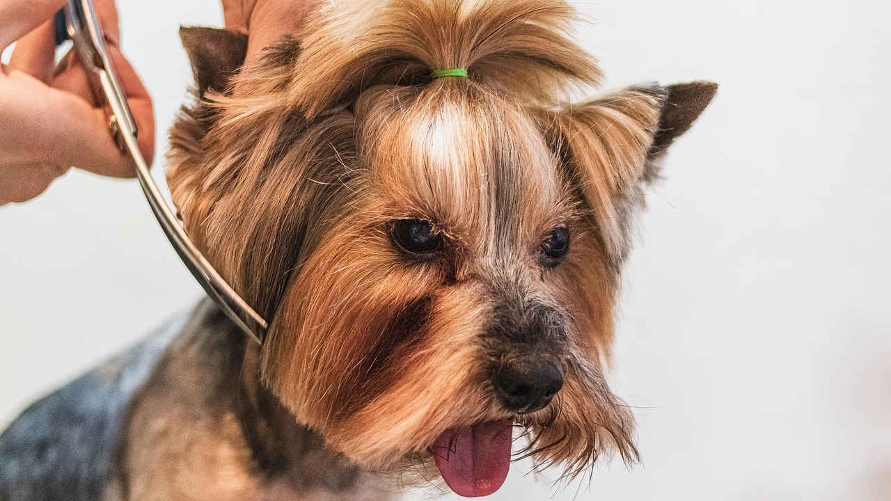 犬のブラッシングはなぜ必要？頻度や正しいやり方・コツを徹底解説！