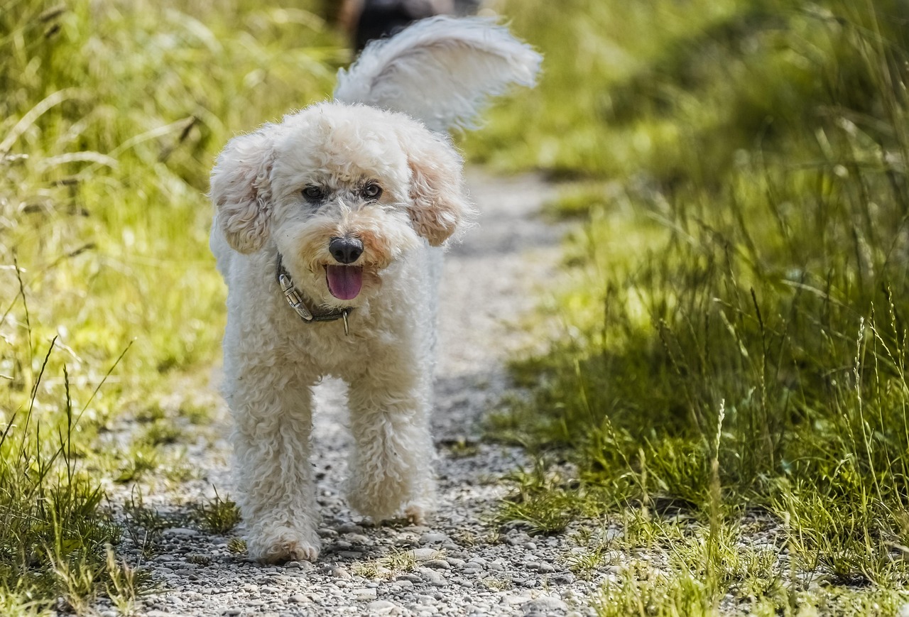 マルプーの寿命はどの程度？平均寿命やかかりやすい病気を解説
