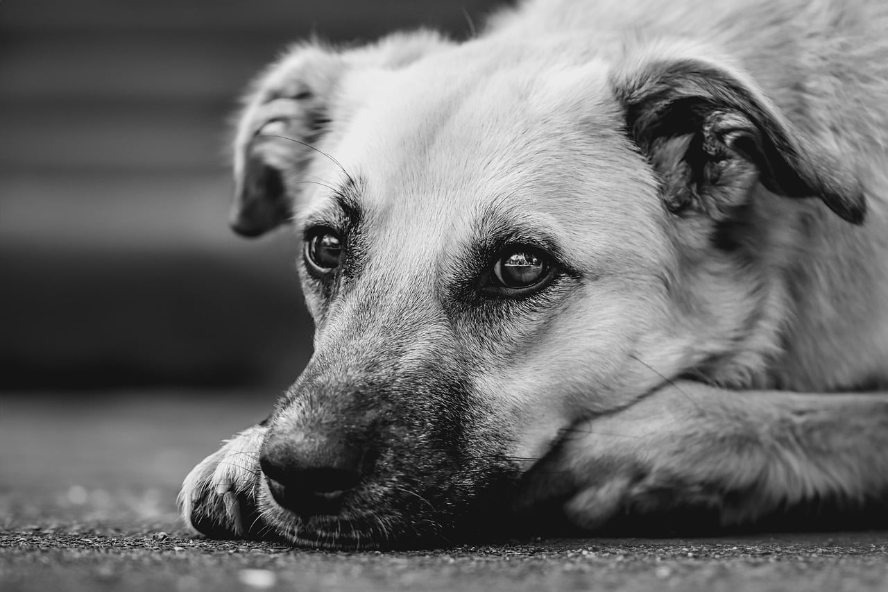 犬の夜泣きの主な原因と対策8つ｜近所迷惑にならない方法も解説