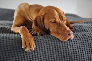 犬がドッグフードを食べない原因と解決策｜年齢別の対処法も解説！