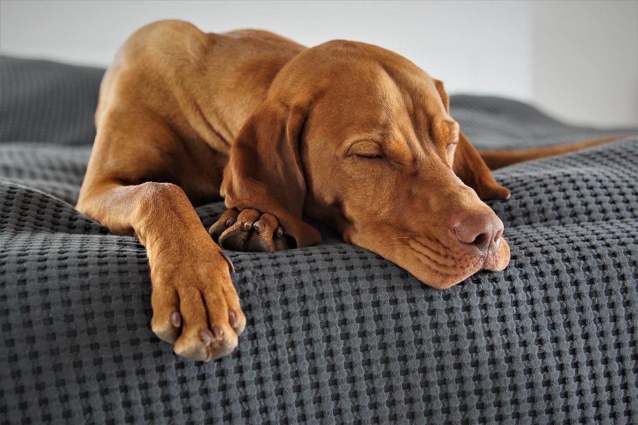犬がドッグフードを食べない原因と解決策｜年齢別の対処法も解説！