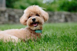ティーカッププードルの寿命は短い？平均寿命や長生きさせる飼い方を解説