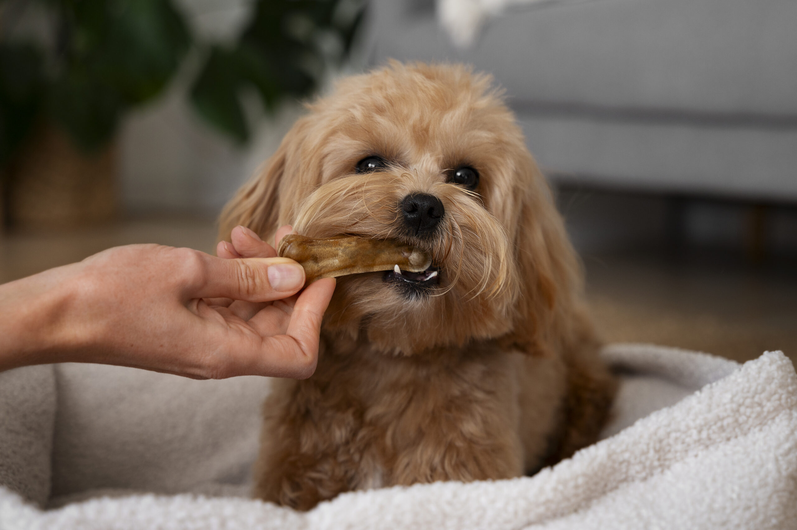 犬が歯磨きを嫌がるのはなぜ？正しいケア方法と慣れてもらうコツを紹介
