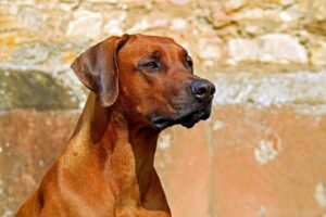 毛が短い犬の種類と特徴｜サイズ別の犬種・お世話のポイントも解説