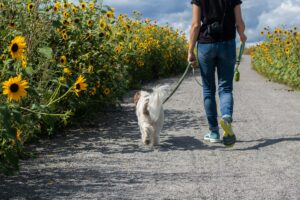 犬の散歩の頻度をサイズ別に解説｜毎日散歩できないときの対処法も紹介