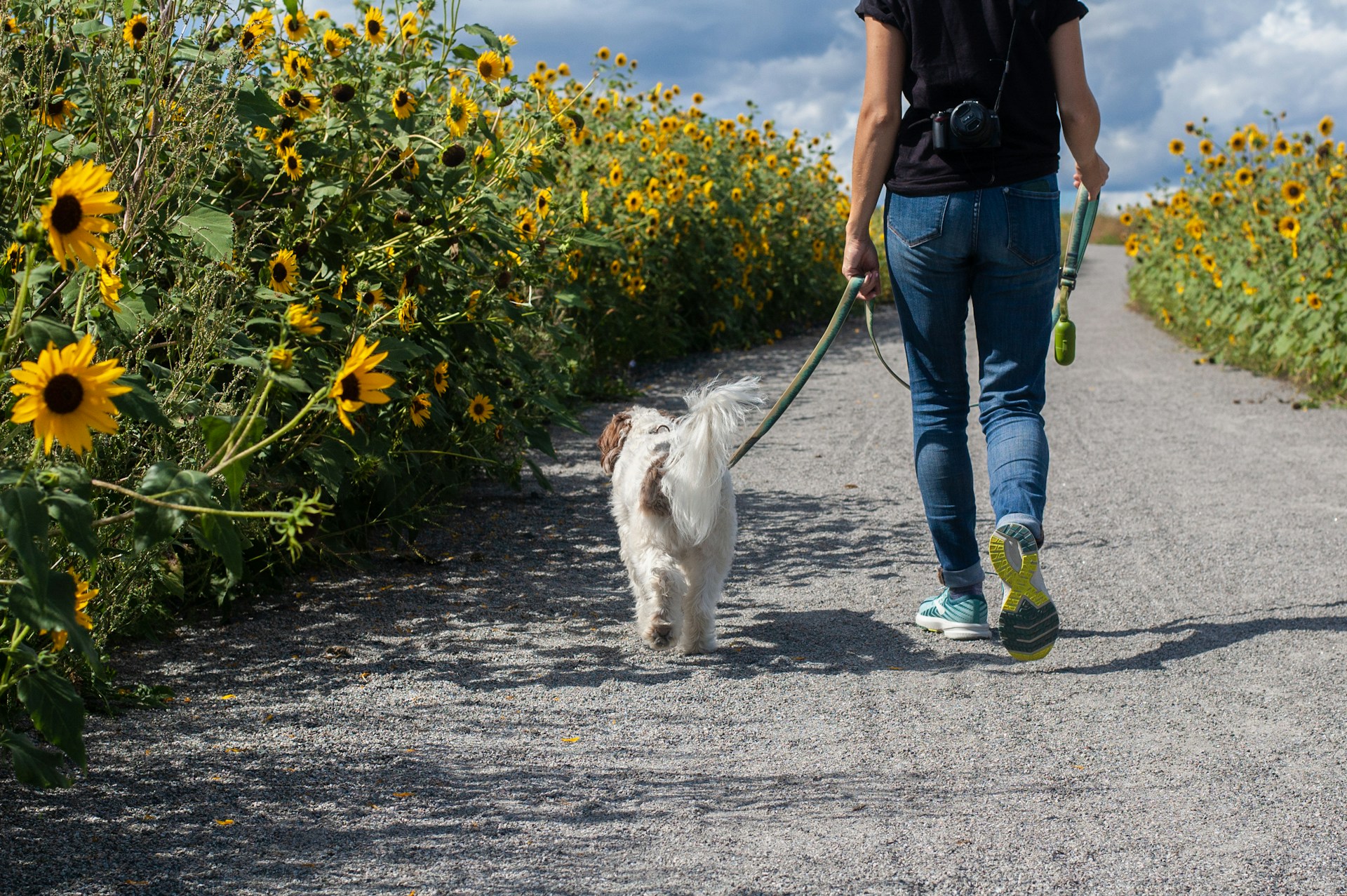 犬の散歩の頻度をサイズ別に解説｜毎日散歩できないときの対処法も紹介
