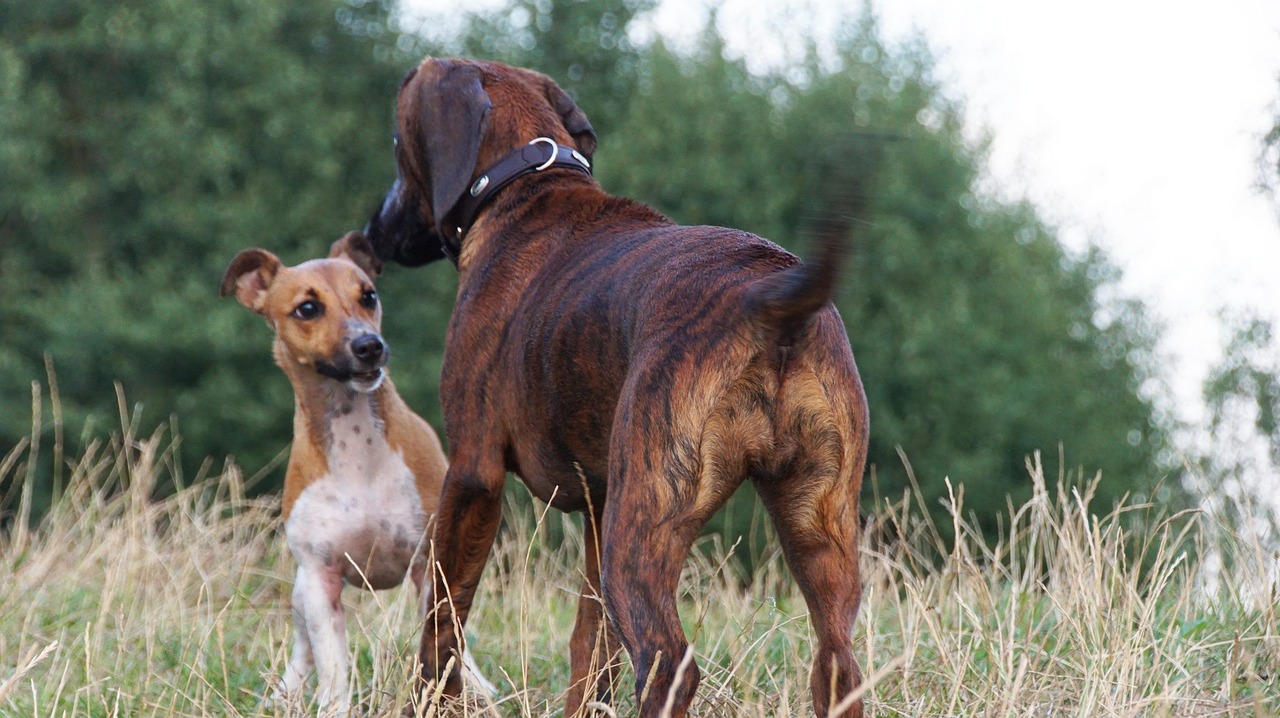 犬の社会化に「遅い」はない！社会化の意味とトレーニング方法を解説