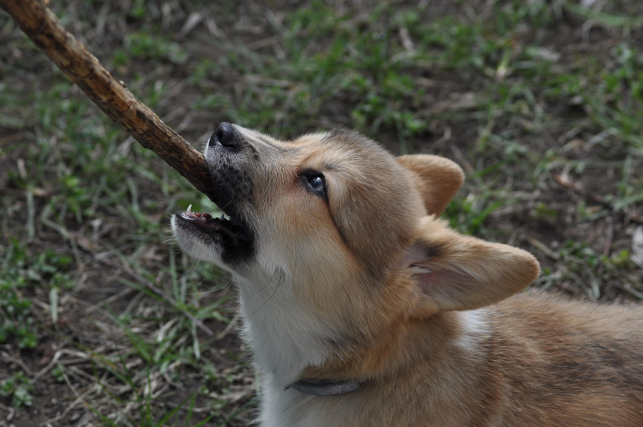 犬の甘噛みの理由とは？本気噛みとの違いと正しい直し方・対策を解説
