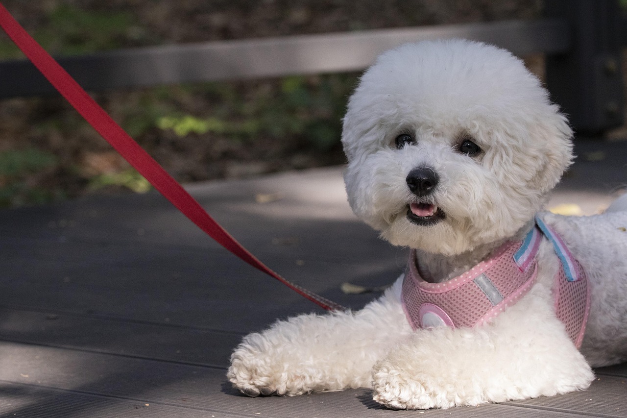 散歩しなくてもいい犬はいる？運動量が少ない犬種も紹介