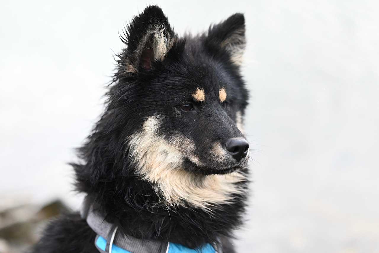 犬の反抗期はいつまで？反抗する理由・対処法を分かりやすく解説