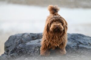 ブサカワ犬の人気ランキング｜犬種の特徴や迎えるときのポイントを解説