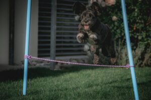 犬が飛びつく理由とは？止めるためのしつけ方法と重要ポイントを解説