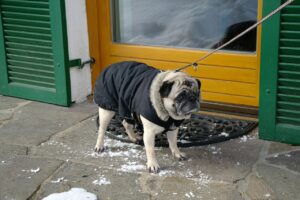 犬が散歩中に歩かない理由｜原因別の対処法とやりがちなNG行動