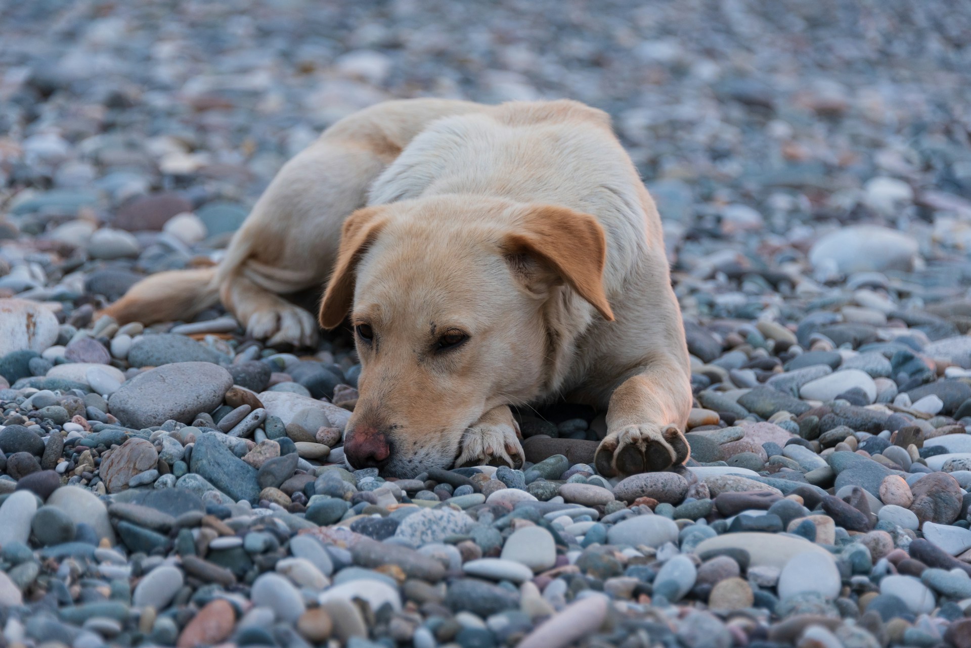 犬が石を食べる理由と対策4選｜誤飲を防ぐしつけと緊急時の対応