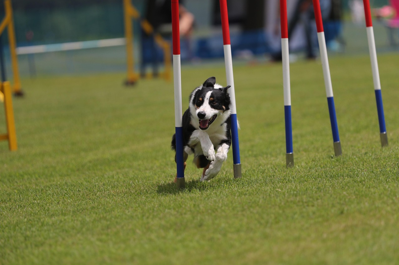 犬のアジリティとは？競技の特徴や種目・始める年齢・トレーニング法を解説