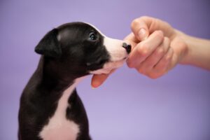 犬に教えたい芸（ドッグトリック）6種類｜教え方のコツも解説