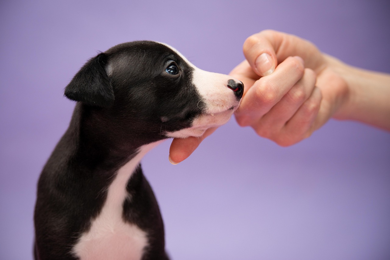 犬に教えたい芸（ドッグトリック）6種類｜教え方のコツも解説