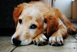 犬に伏せを教える意味｜教え方・伏せができない場合の対処法を解説