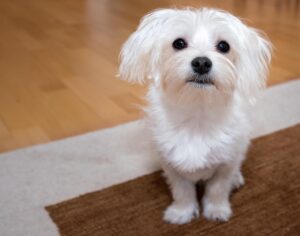 飼いやすい小型犬の犬種とは？初心者にも人気の犬種12種を紹介
