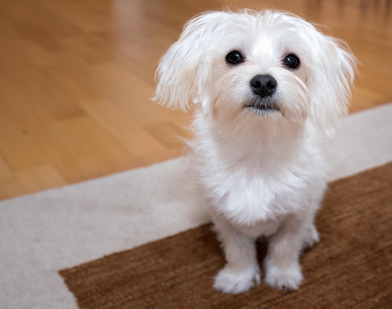 飼いやすい小型犬の犬種とは？初心者にも人気の犬種12種を紹介