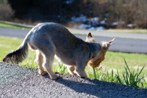 犬が草を食べる理由とは？食べても大丈夫？やめさせる方法は？