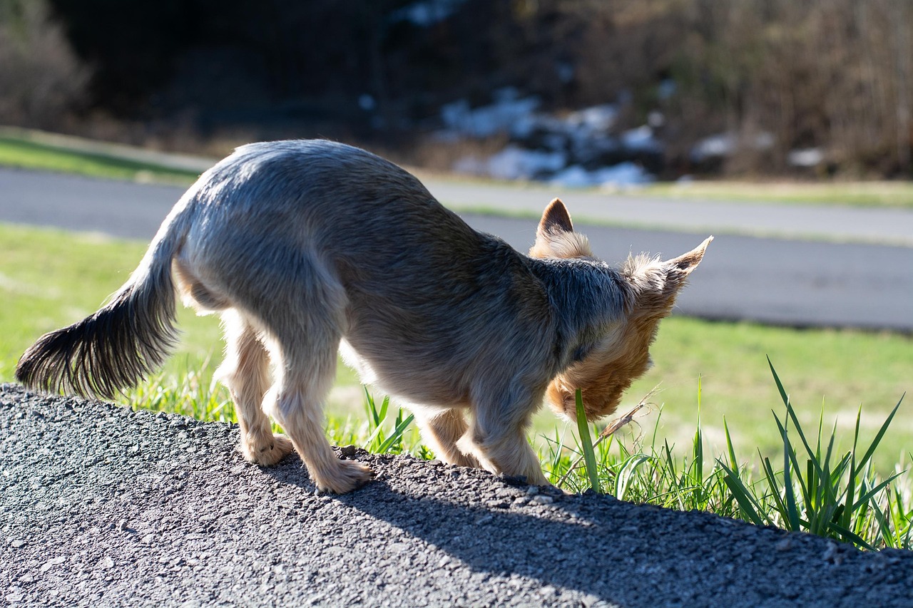 犬が草を食べる理由とは？食べても大丈夫？やめさせる方法は？