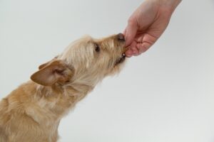 犬がカリカリを食べない理由とは？偏食リスクと改善方法を徹底解説
