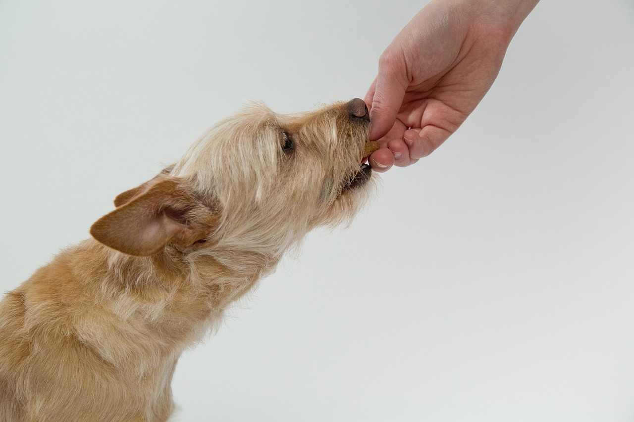 犬がカリカリを食べない理由とは？偏食リスクと改善方法を徹底解説