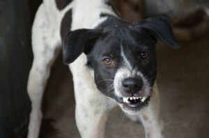 犬が怒る理由とサインとは？仕草の特徴と正しいしつけのポイントを解説