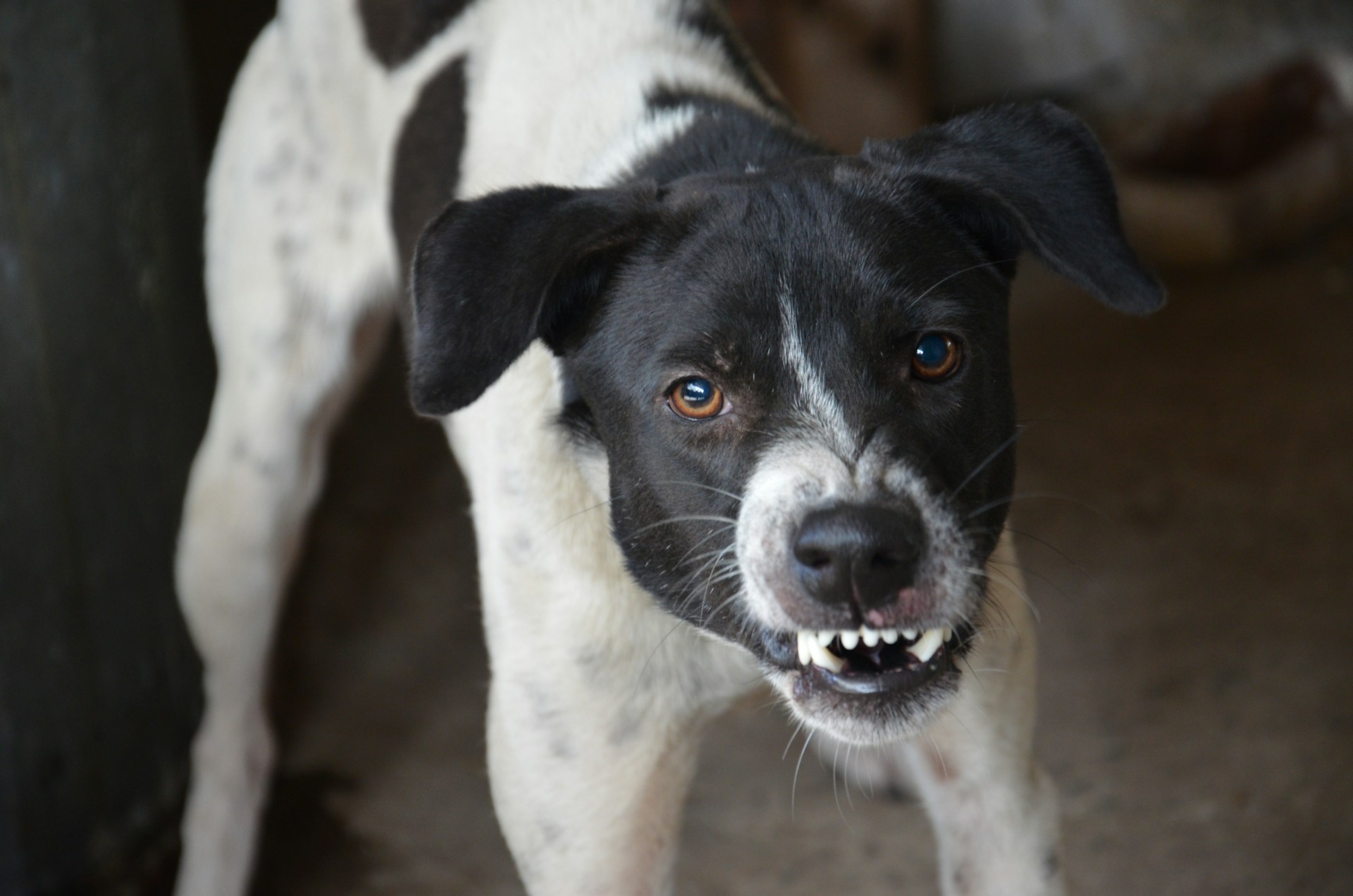 犬が怒る理由とサインとは？仕草の特徴と正しいしつけのポイントを解説