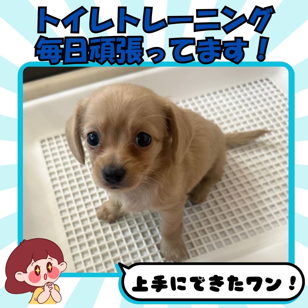 📢【7月18日(土)・19日(日)・20日(月)】✨ 🌻🐶 夏休み前の子犬見学会 開催！ 🐶🌻