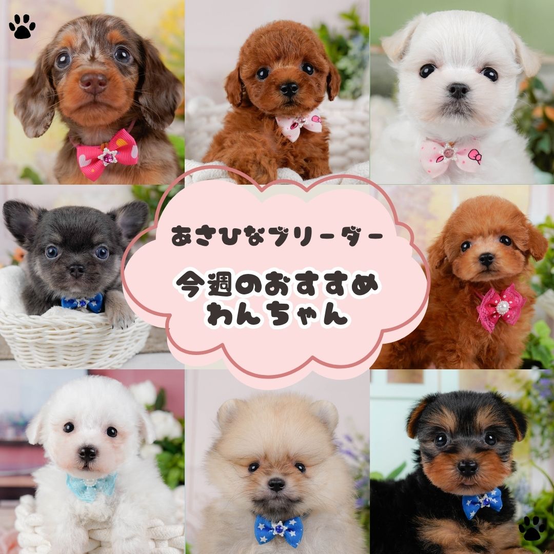 🌻🌈 7/25（土）限定 🌈🌻＼ 40頭以上の子犬たちが大集合🐶🏖️ ／夏休み🍉こいぬの見学会 開催 🎉