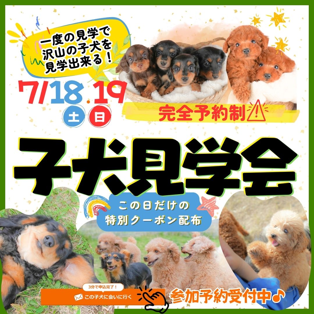 【前橋市】夏休みのお迎えにもおすすめ🍉7/18・19限定 子犬見学会開催🐶