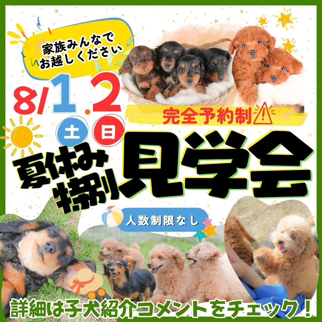 【群馬県前橋市】🐶今だけ特別価格でご案内中！石橋ブリーダー夏休み子犬見学会✨
