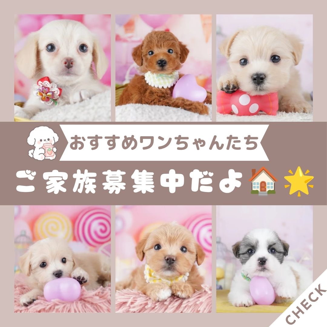 🐶8月1日(土)-2日(日)開催🎉相談会では何ができるの？✨