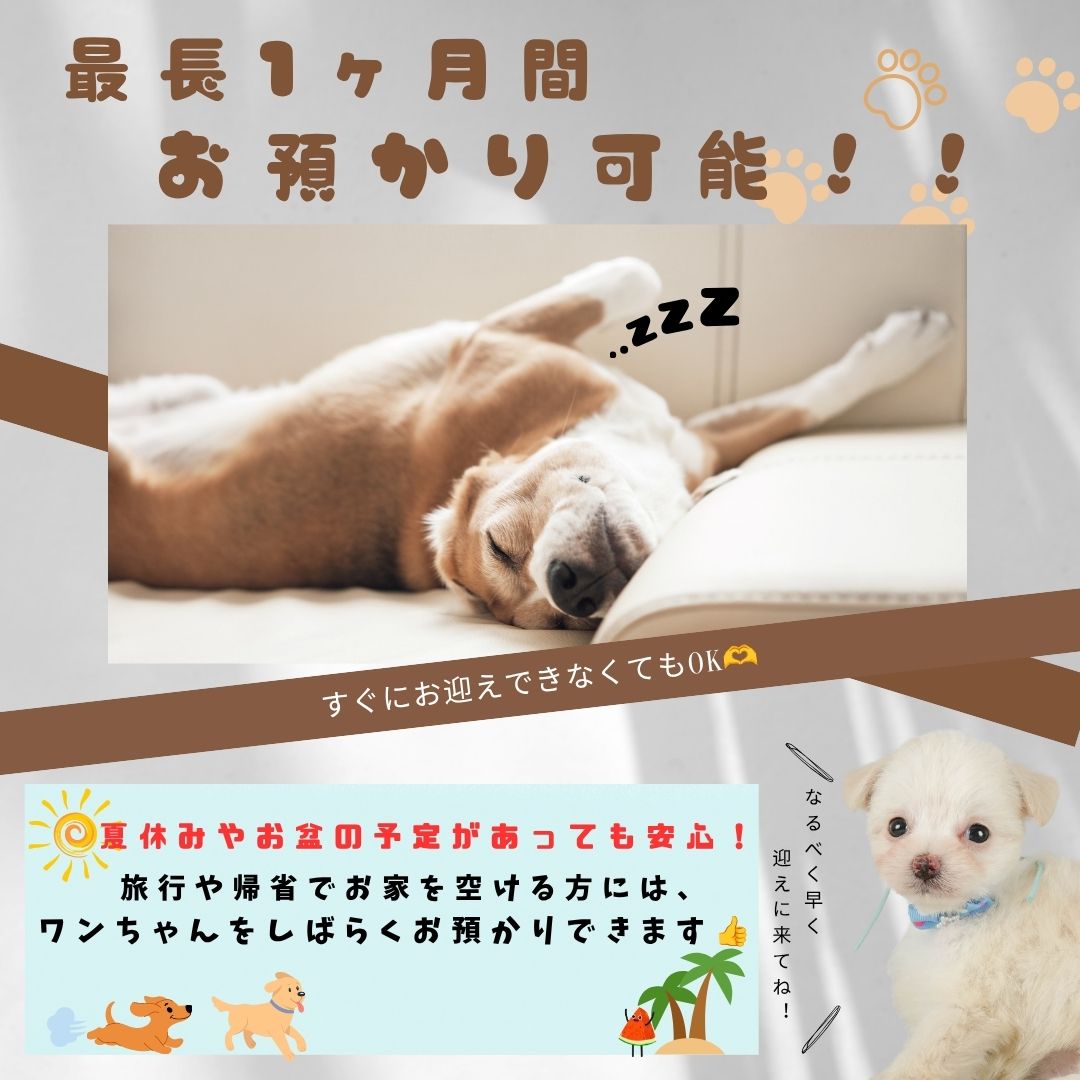 📢【7月25日(土)・26日(日)】✨ 🌻🍉 夏休みスペシャル 子犬見学会開催! 🐶🍉