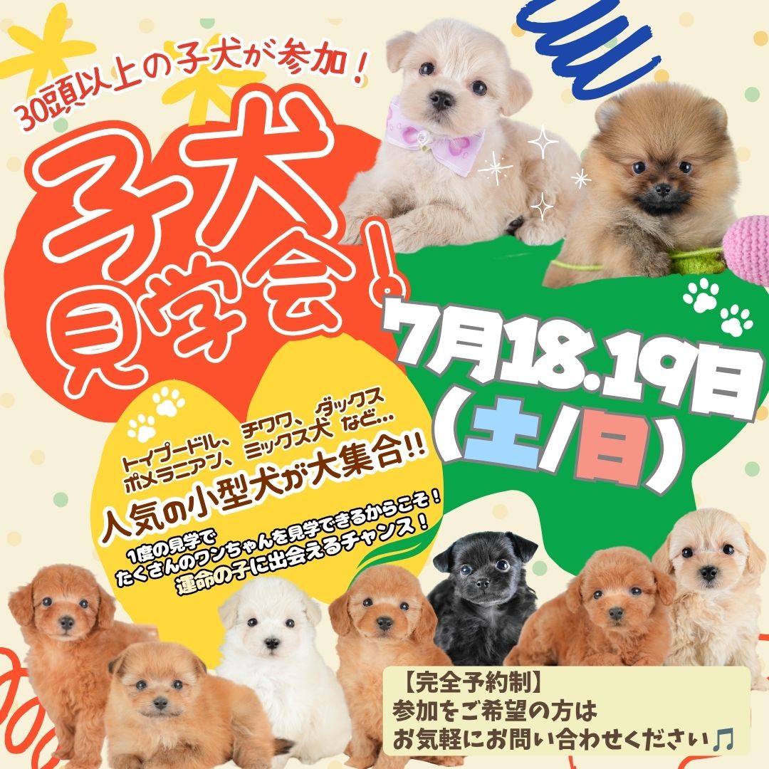 【宇都宮市】30頭以上の子犬に会える！7/18・19限定 子犬見学会開催🐶