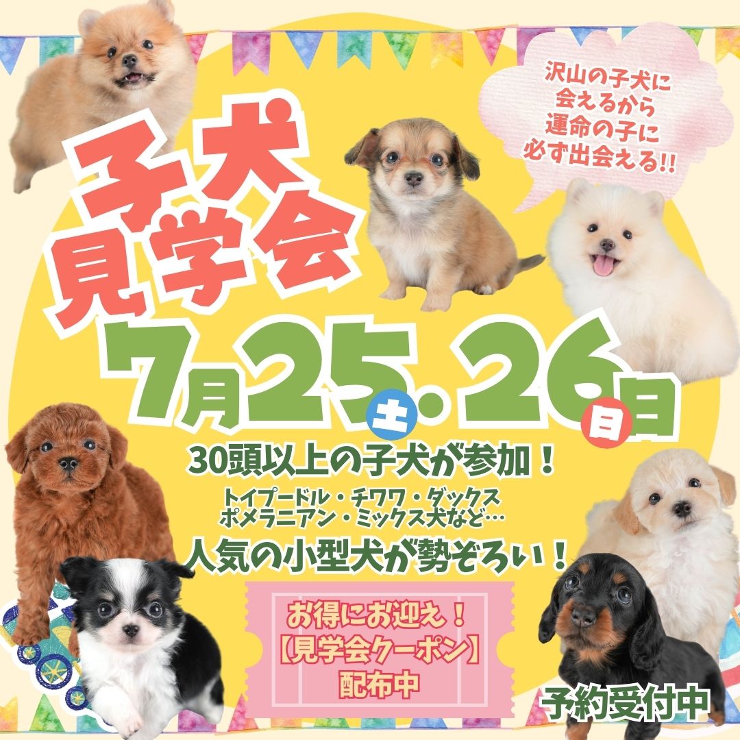 【栃木県宇都宮市】夏休みお迎えもOK！7/25・26限定 子犬見学会開催🐶