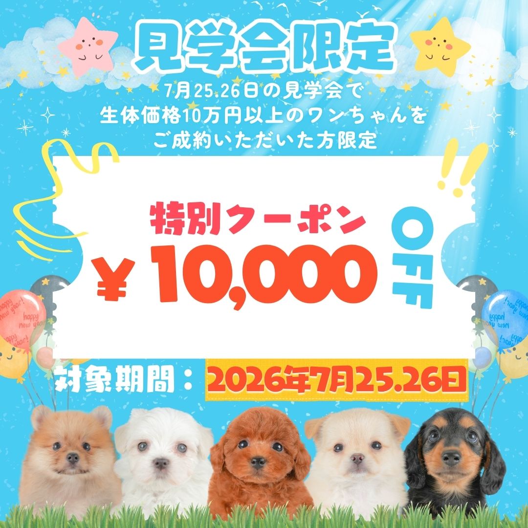 【栃木県宇都宮市】夏休みお迎えもOK!7/25・26限定 子犬見学会開催🐶