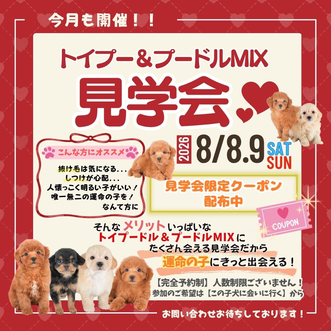 【栃木県宇都宮市】8月8日(土)・9日(日)限定！トイプードル＆プードルMIX見学会🐶💕