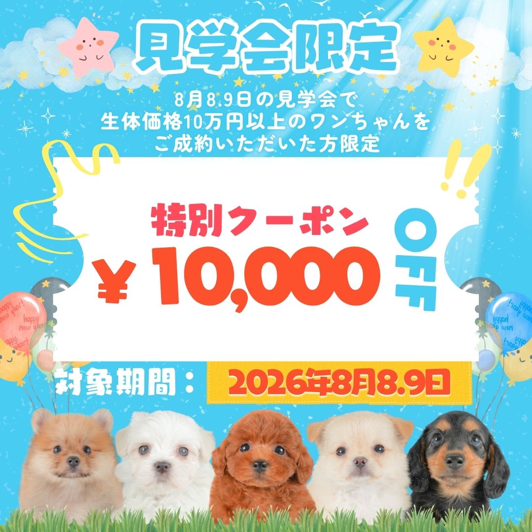 【栃木県宇都宮市】8月8日(土)・9日(日)限定!トイプードル&プードルMIX見学会🐶💕