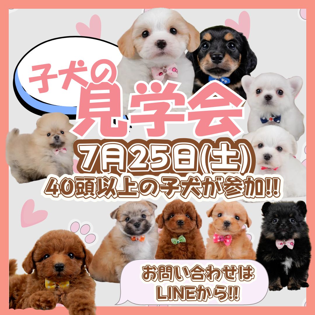 🌻🌈 7/25（土）限定 🌈🌻＼ 40頭以上の子犬たちが大集合🐶🏖️ ／夏休み🍉こいぬの見学会 開催 🎉
