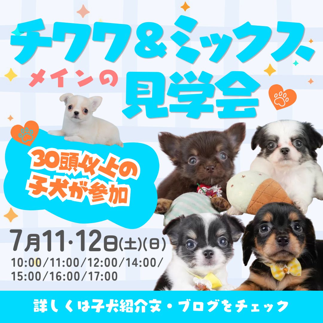 🐶チワワ大集合！新しい家族に出会う見学会【7/11・12】 ⭐