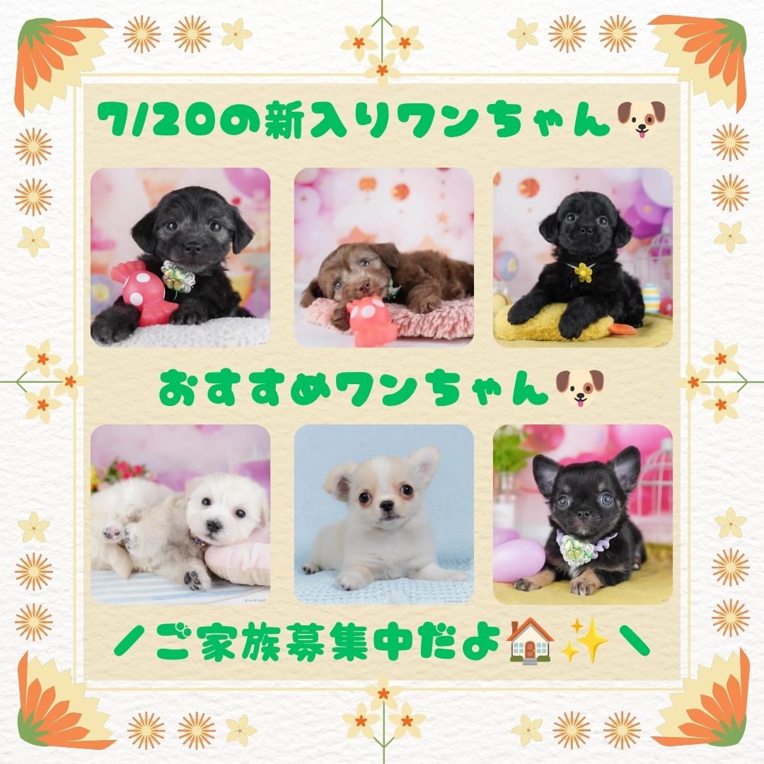 7/25-26🐶新入りちゃんにいち早く会えるチャンス🌟な見学会🌻