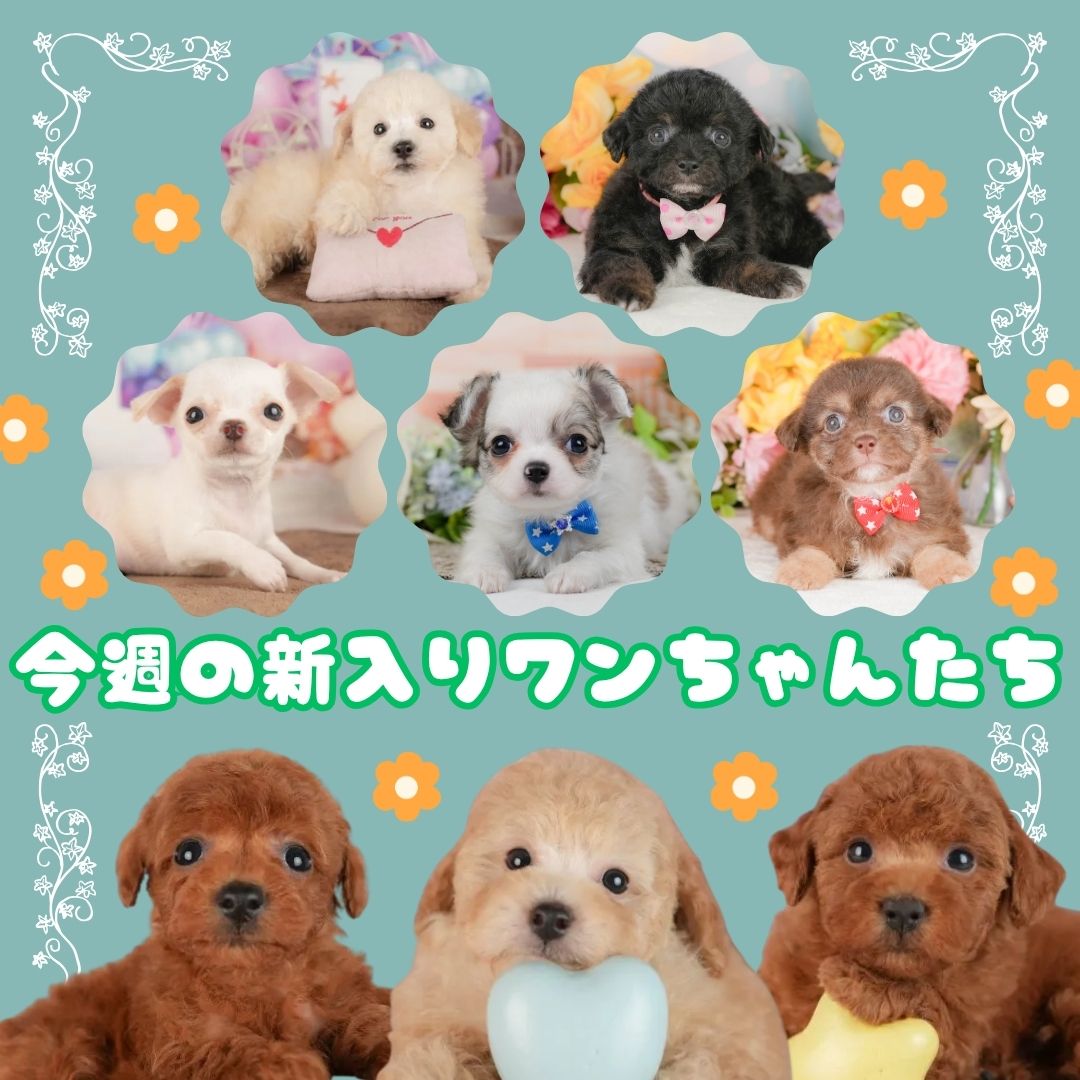 7/25-26🐶新入りちゃんにいち早く会えるチャンス🌟な見学会🌻