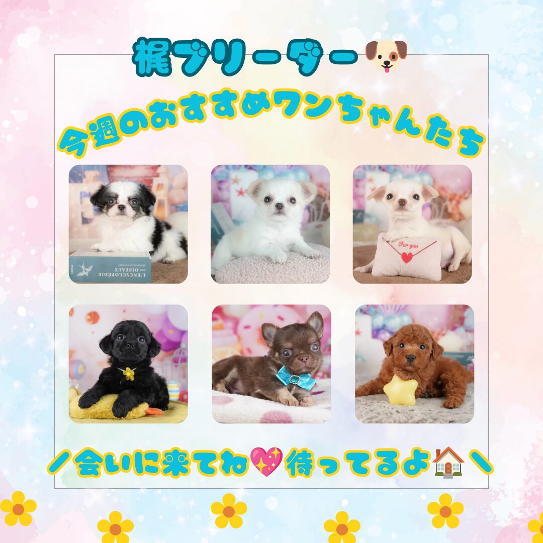 🌻家族探しの夏♪8/8・9週末こいぬ見学会開催💖🐾