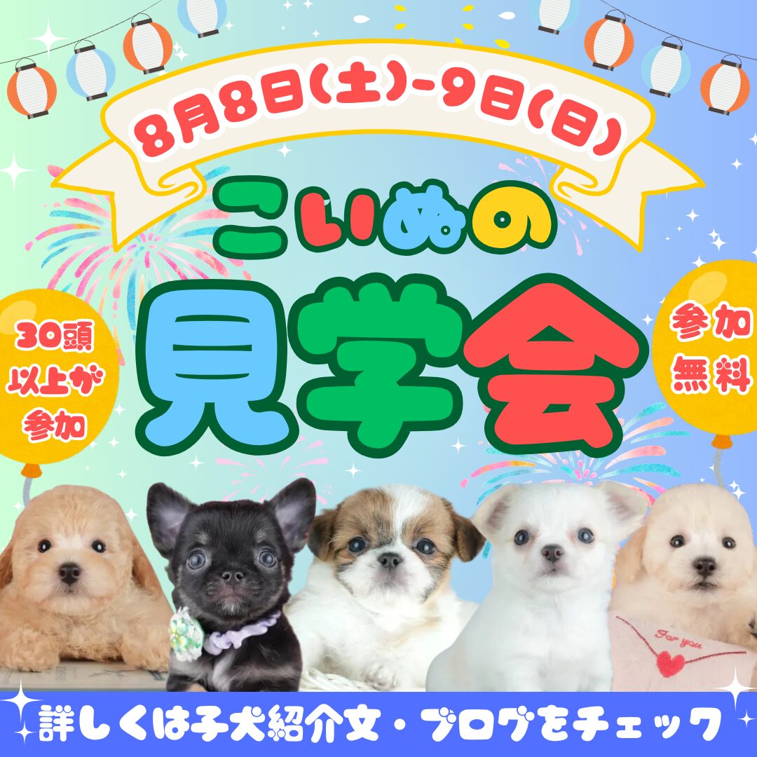 🌻家族探しの夏♪8/8・9週末こいぬ見学会開催💖🐾