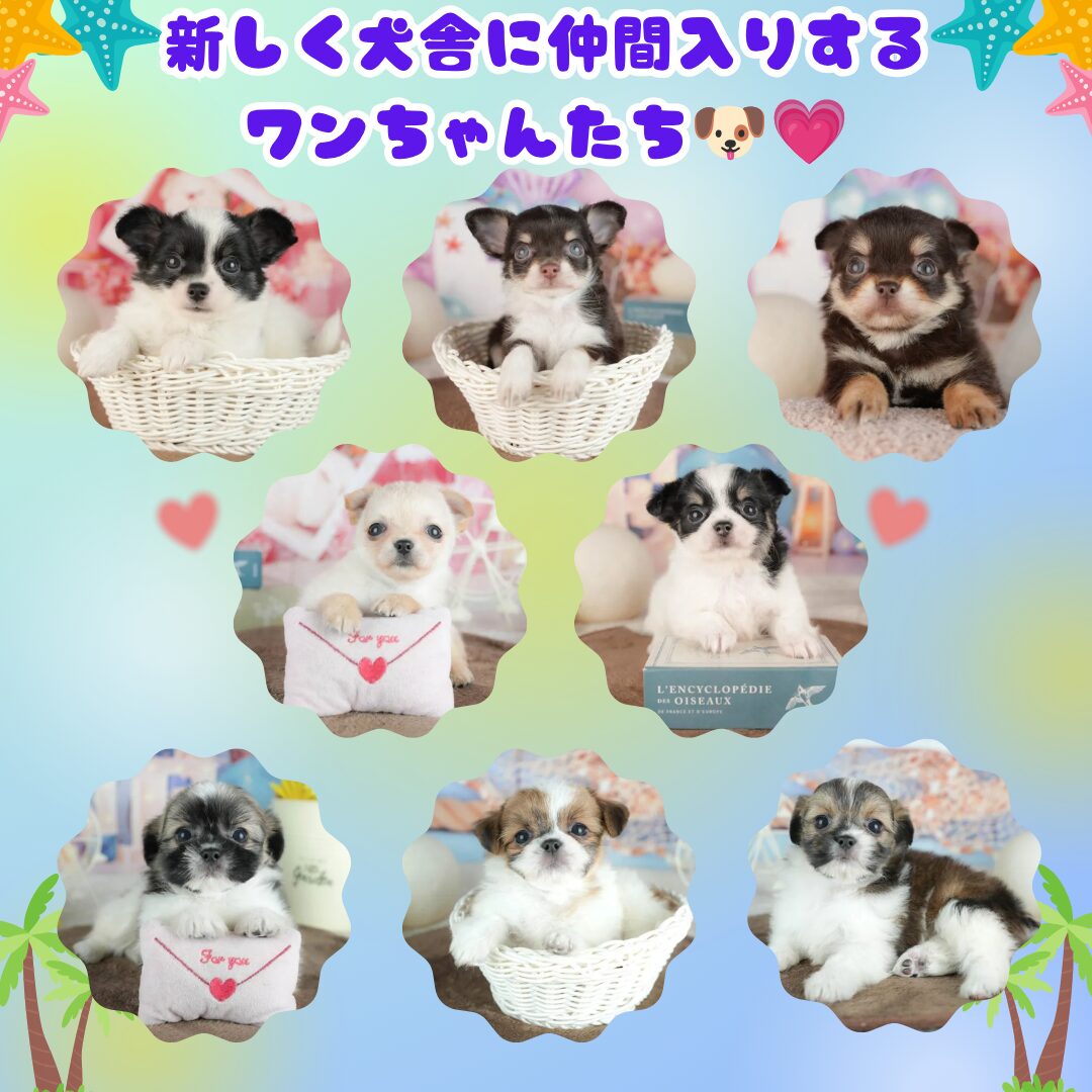 成約特典🎁開催🎉‐8/12新入りちゃん登場🐶✨8/15・16見学会で会えるチャンス🌻
